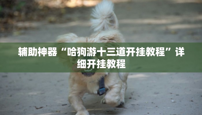 辅助神器“哈狗游十三道开挂教程”详细开挂教程