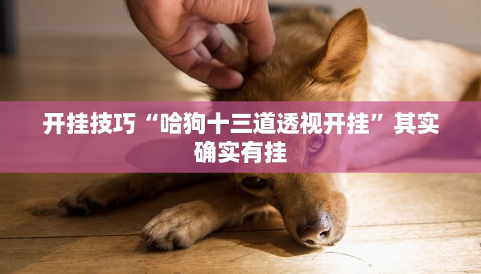 开挂技巧“哈狗十三道透视开挂”其实确实有挂