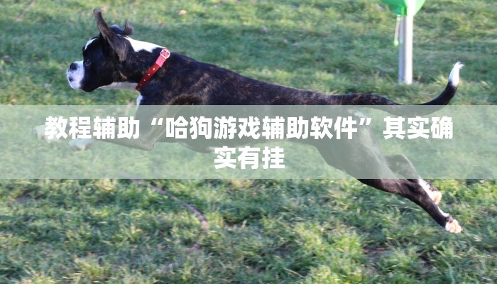 教程辅助“哈狗游戏辅助软件”其实确实有挂